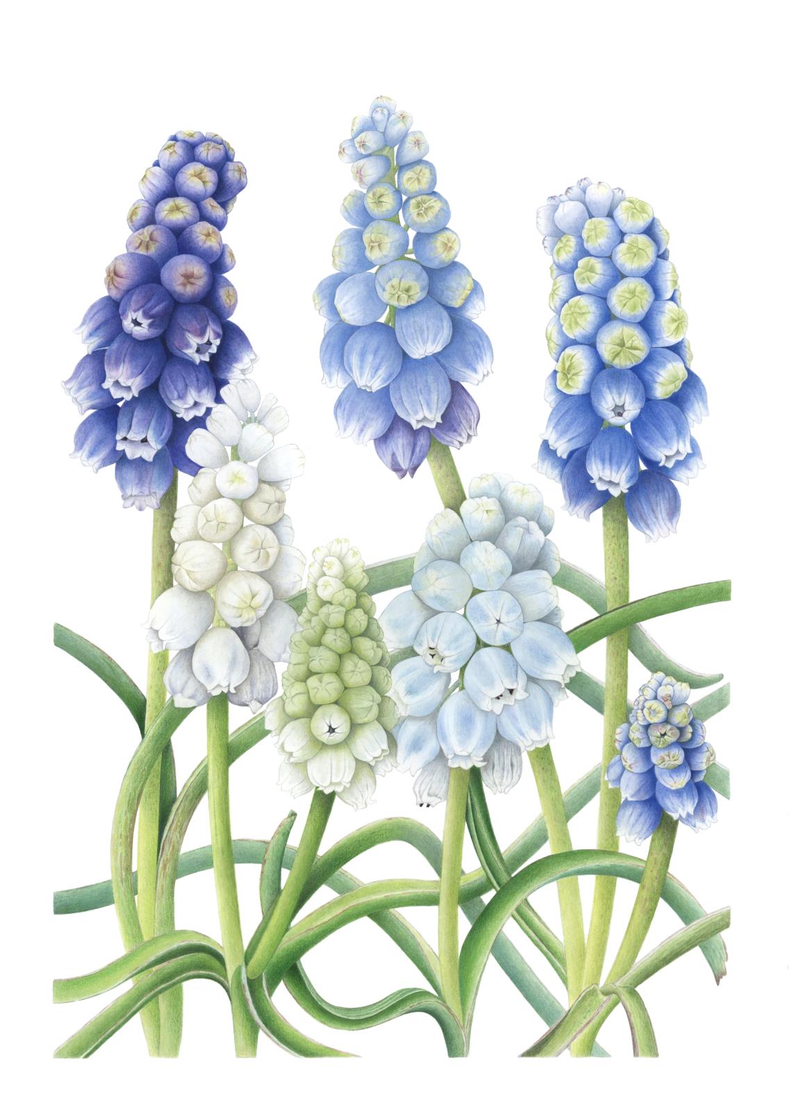 One Species, Four Colors (Muscari pseudopallens)
